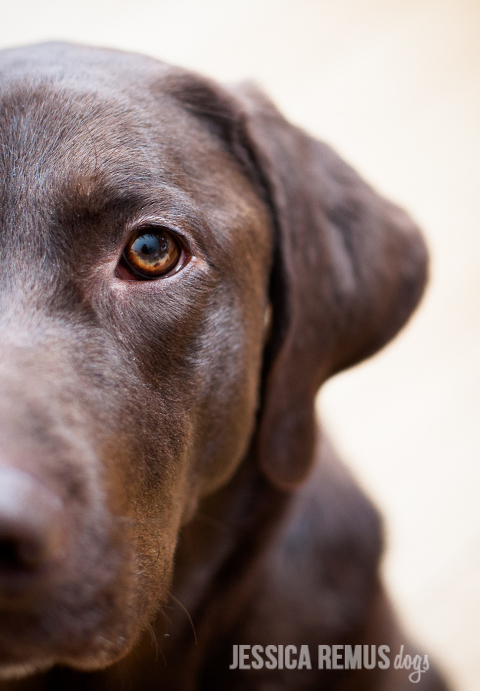 chocolate lab headshot