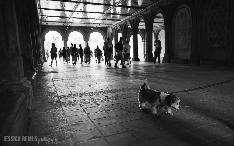 dog in central park